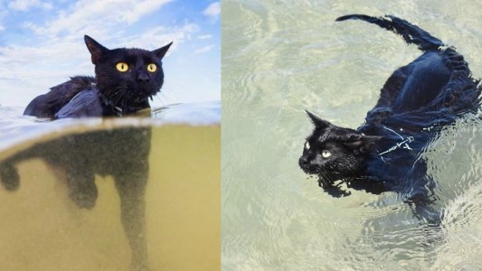 La increíble gatita "acuática" que nada como una sirena y conquista Instagram