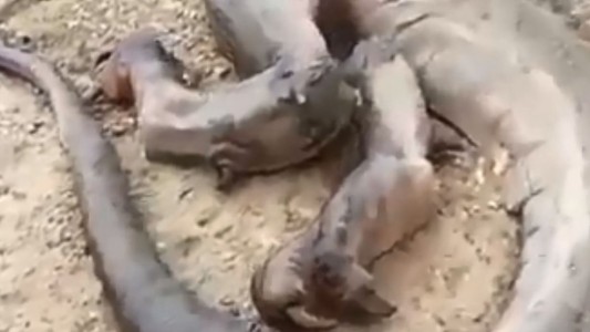 La historia detrás del supuestro dragón muerto encontrado en Marruecos que se volvió viral