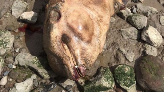 Viral: encontraron a una extraña criatura con colmillos que sorprende a los científicos