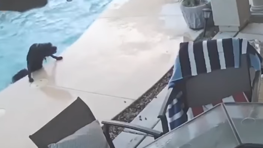 Perro héroe: rescató a su compañero que se estaba ahogando en una pileta