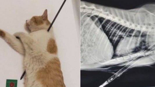 Salvaron a un gato con una flecha atravesada: buscan al agresor