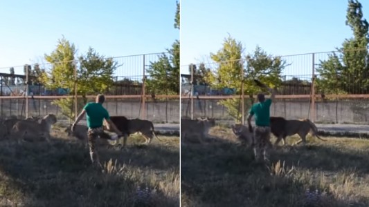 Video: "armado" con un chancleta, dispersó a los leones