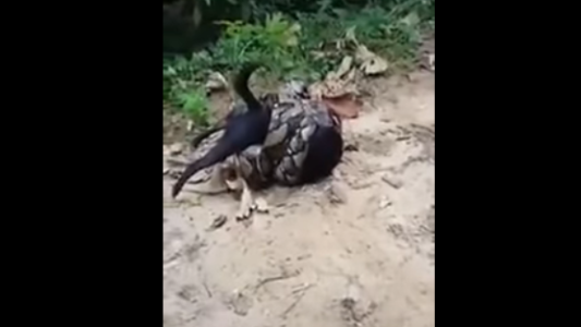 Video: el angustioso rescate de un perro que estaba a punto de morir estrangulado por una boa