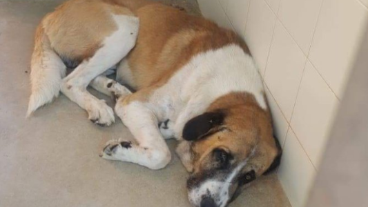 La triste historia de un perro abandonado que conmueve a todos en las redes