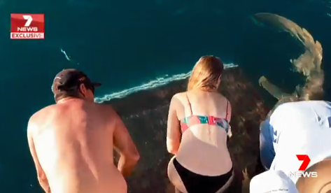 Video: una joven casi pierde un dedo al intentar darle de comer a un tiburón
