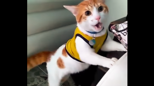 Viral Mundial: este gato maulla "gol" cuando convierte Colombia