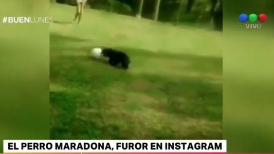 El "perro Maradona" que es furor en Instagram