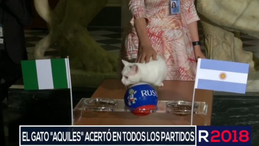 El gato Aquiles dio su predicción sobre el resultado de Argentina - Nigeria