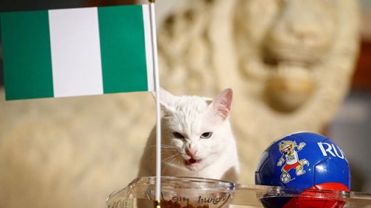 Cualés fueron los resultados que acertó el gato Aquiles antes de pronosticar la derrota de Argentina