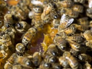 Argentina se metió entre los mayores exportadores de miel del mundo: el “oro líquido” ya genera US$190 millones al año en el país
