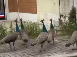 Invasión de pavos reales en un pueblo de Italia: vecinos denuncian que se despiertan con sus graznidos