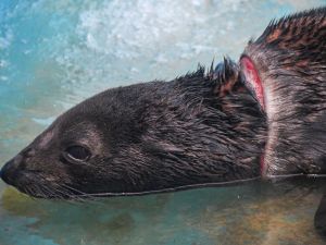 Vuelve al mar un lobo marino que se recuperó de una profunda herida en el cuello   El animal fue rescatado a fines de enero con una lesión severa compatible con la presión de un zuncho o resto de red. Tras casi un mes de tratamiento veterinario, fue reins
