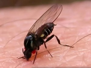 Barigüí, el nuevo insecto que invade Buenos Aires: cómo prevenir sus ataques