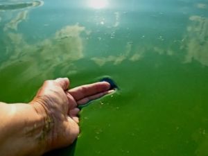 Cianobacterias en Buenos Aires: el mapa muestra incremento de sectores bajo alerta