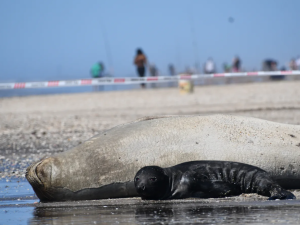 "No tocar": guía para convivir con la fauna marina este verano