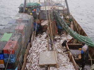 Industria pesquera: récord de capturas y exportaciones en 2025