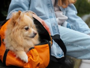 Habilitan el traslado de mascotas en micros y trenes de larga distancia