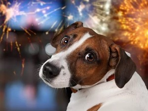 Pirotecnia y animales de compañía: cómo ayudarlos a atravesar las fiestas
