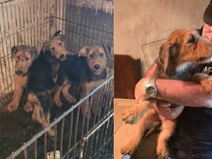 Maltrato animal: más de 20 perros fueron rescatados de un criadero ilegal