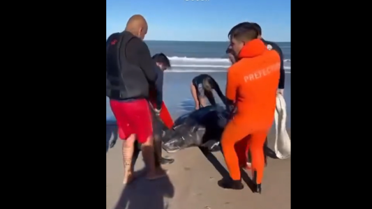 Villa Gesell: rescataron una tortura marina de gran tamaño