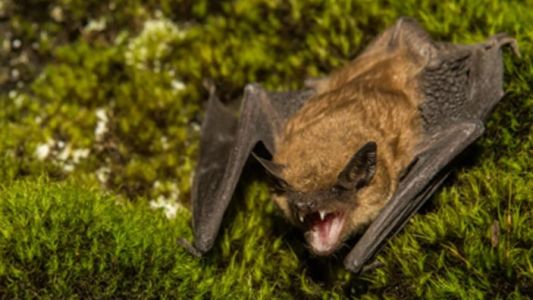 Alerta sanitaria en Castelar por la aparición de un murciélago con rabia