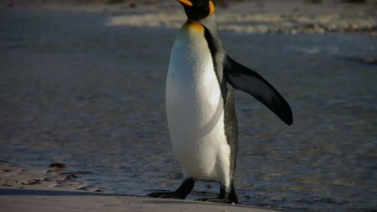 Sorprendente: rescataron un pingüino rey en la costa del Río de la Plata, en Vicente López