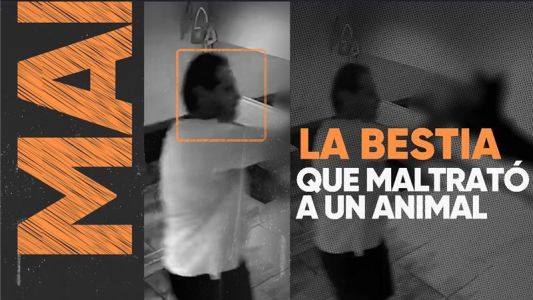 Maltrato y crueldad animal en Palermo: azotó a un perro contra el piso después de suspenderlo en el aire