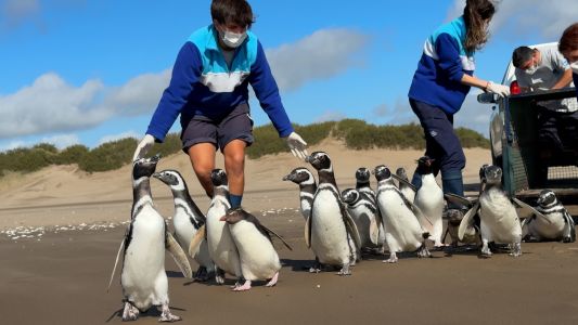 15 pingüinos regresan al mar después de meses de rehabilitación en la costa bonaerense