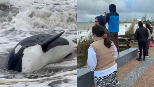Punta del Este: gran operativo por una orca varada en la orilla de Playa Mansa