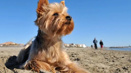 Organizan un ciclo de charlas para conocer más las razas caninas