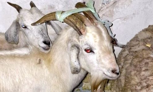 Rescataron a 40 animales de un templo umbanda en Quilmes