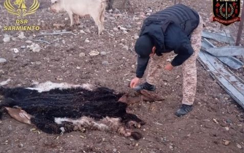 Vendían animales faenados y confesaron que tiraron carne al río para ocultar las pruebas