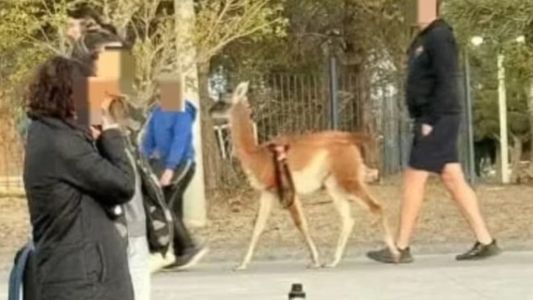 Paseaba un guanaco por Rada Tilly y fue denunciado por maltrato animal