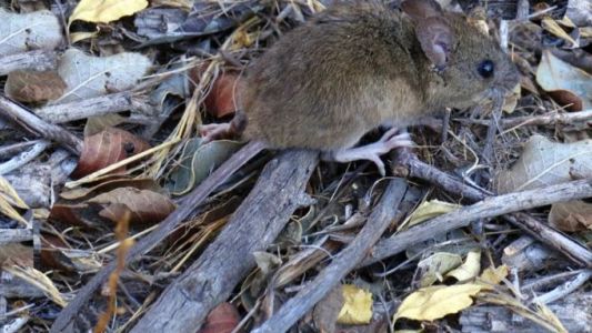 Alerta en Bariloche: un hombre contrajo hantavirus y aislaron a su familia