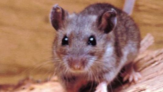 El paciente internado con hantavirus en Bariloche tiene la cepa Andes