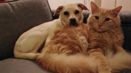 Millones de "mascotas de la pandemia" llegan a la mediana edad: consejos para mejorar su esperanza de vida saludable