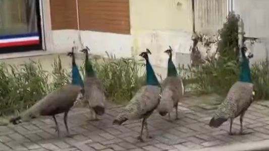 Invasión de pavos reales en un pueblo de Italia: vecinos denuncian que se despiertan con sus graznidos