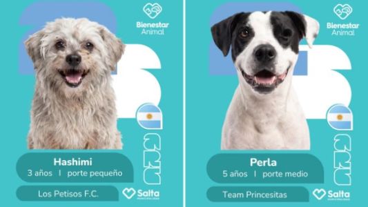 La tierna campaña mundialista para la adopción de perros que es furor en Salta