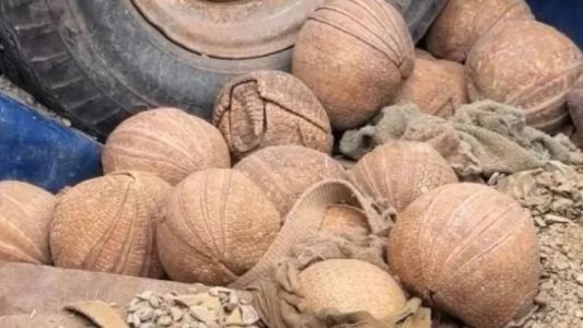 Rescataron 20 quirquinchos “bola“ en situación de riesgo en Jujuy