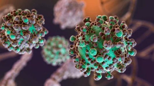 Hantavirus: se notificaron nuevos casos y la totalidad de los mismos asciende a 47