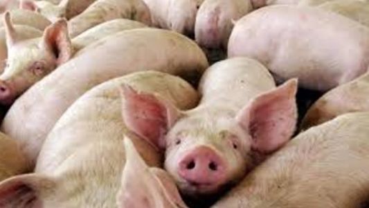 Confirmaron un caso de triquinosis y alertan sobre el consumo de cerdo sin control sanitario