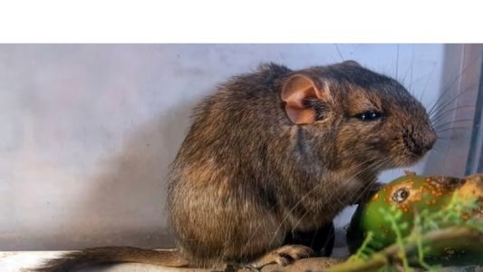 Córdoba: científicos argentinos descubren un mamífero desconocido para la ciencia