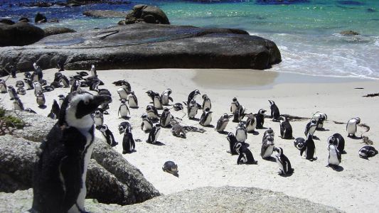 Descubren que los pingüinos africanos pueden "ver" los sonidos