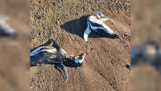 Alarma en Chubut y Santa Cruz por la aparición de pingüinos muertos