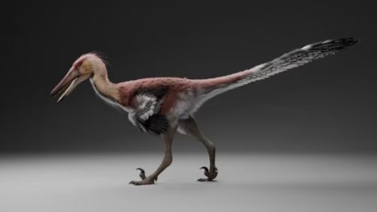 Histórico: hallan una nueva especie de dinosaurio raptor en Santa Cruz