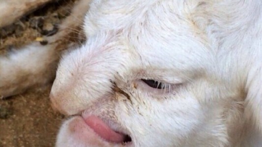 En Rusia nació un cordero con cara de humano
