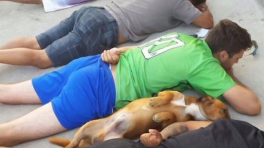 Un perro se "rindió" junto a una banda de delincuentes