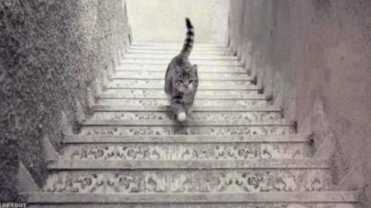 #EsViral: ¿Este gato sube o baja la escalera?