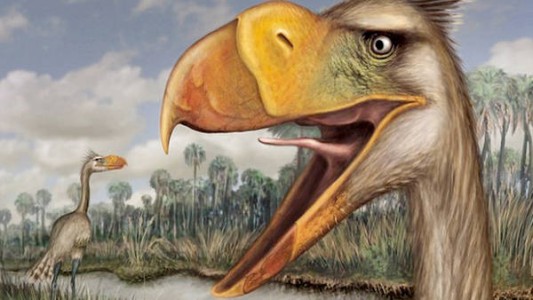 Mar del Plata: hallaron restos de un "ave del terror" prehistórica