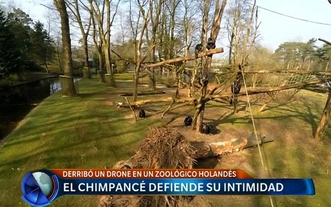 Un chimpancé que cuida su intimidad